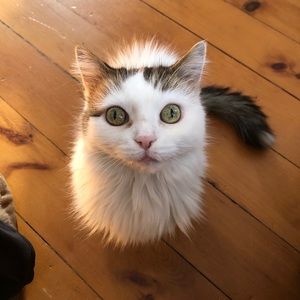 Meet your Posher, Susan